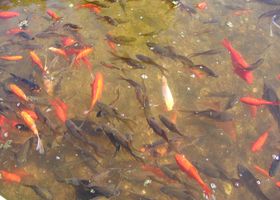 Fische_show