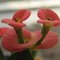 48b405dfadada78ea3ad9a5ce37646235f718a78_thumb