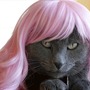 Kittywigs-1_large
