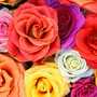 Bloom_roses_large