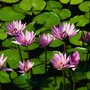 Water_lilies_large
