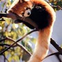 Redpanda112304_large