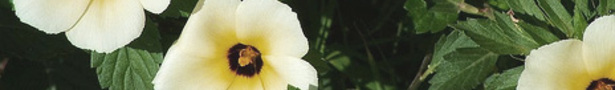 Damiana6_show