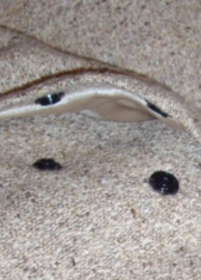 2c92a8c75858659ef0d0c4688e1bd28dfd502402_large